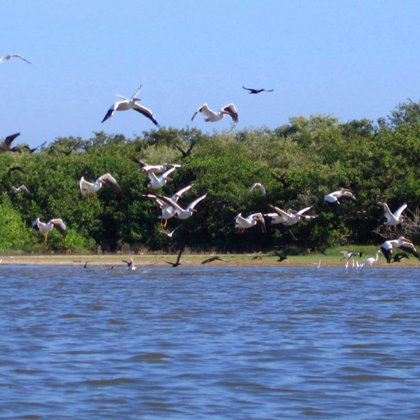 Observacion de Aves Acapulco